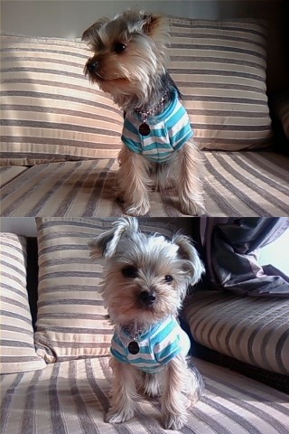 [경남 진주] 요크셔테리어 찾습니다. 사례금 100만원