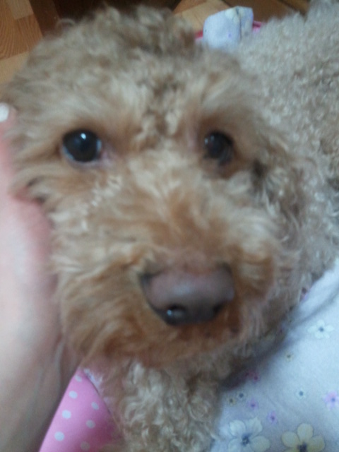 우리 다미가 보고싶어요..