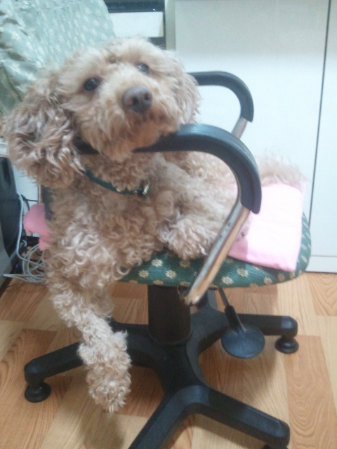 우리 다미가 보고싶어요..