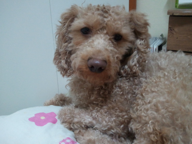 우리 다미가 보고싶어요..