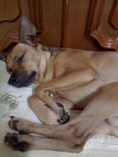 성수역근처에서 잃어버린 갈색개를 찾습니다