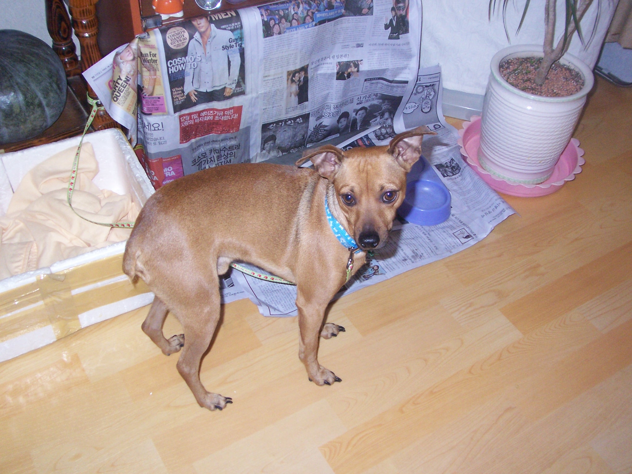 성수역근처에서 잃어버린 갈색개를 찾습니다