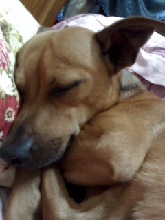 성수역근처에서 잃어버린 갈색개를 찾습니다