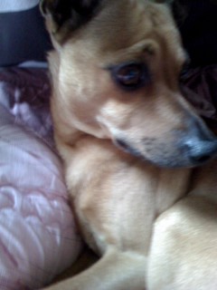 성수역근처에서 잃어버린 갈색개를 찾습니다