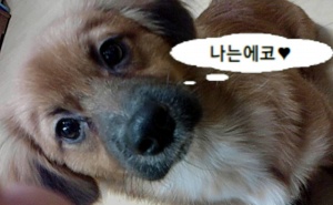 경기도 파주에서 잃어버린 "에코"를 찾습니다.  