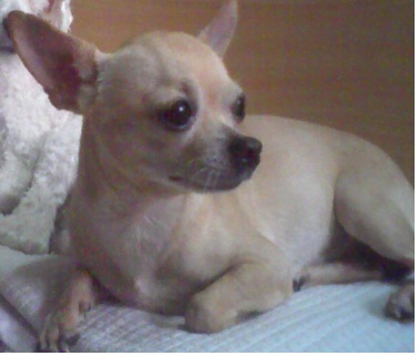 서울 종로구 숭인1동 갈색치와와를 찾습니다.