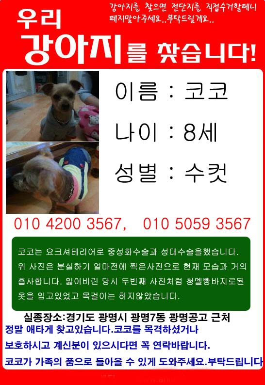 경기 광명 잃어버린 요크셔테리어 남아 8세 코코를 찾아요