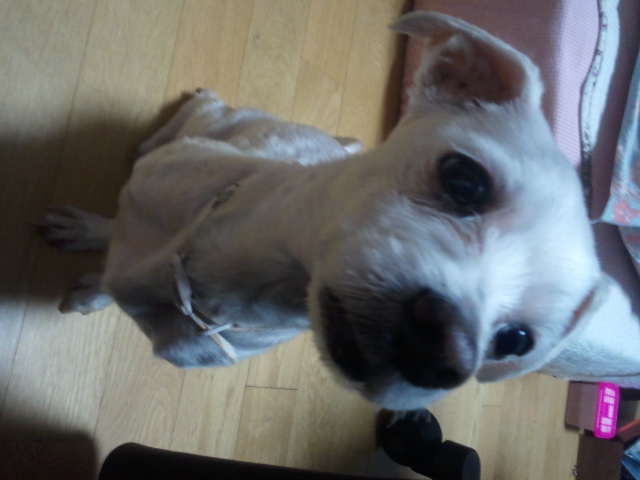 말티즈 3년정도 된 강아지를 보관 중입니다 (송파구)