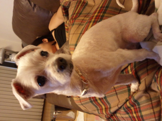 말티즈 3년정도 된 강아지를 보관 중입니다 (송파구)