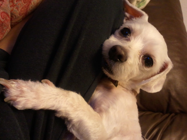 말티즈 3년정도 된 강아지를 보관 중입니다 (송파구)