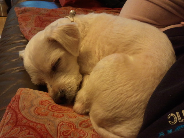 말티즈 3년정도 된 강아지를 보관 중입니다 (송파구)