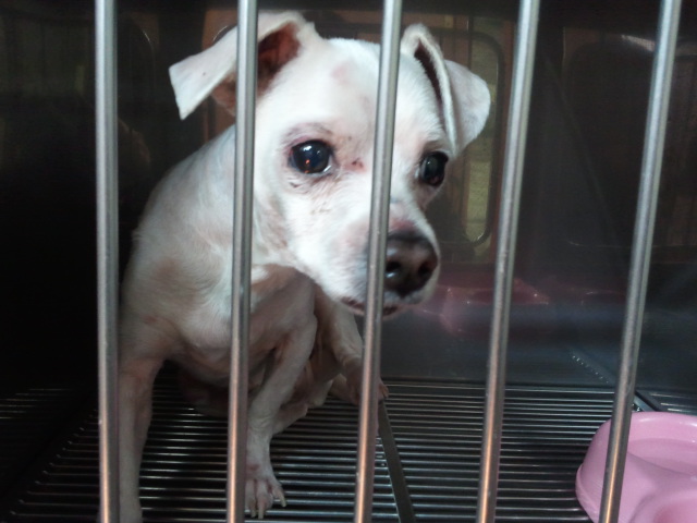 말티즈 3년정도 된 강아지를 보관 중입니다 (송파구)