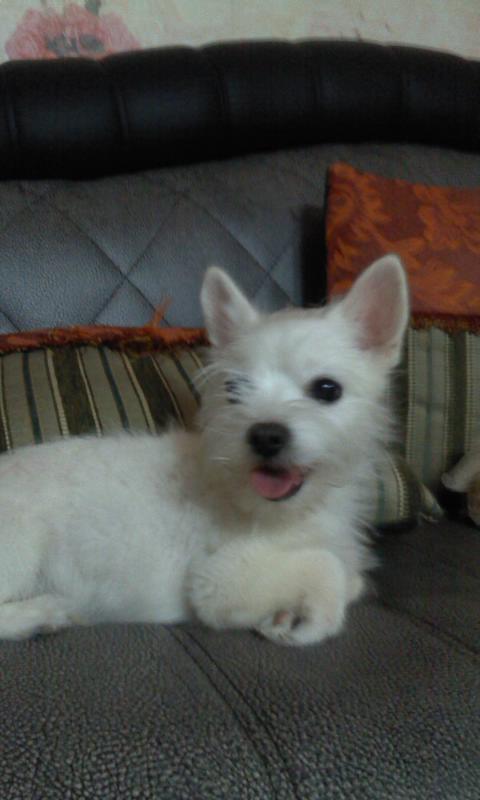 <경기 수원> 우리 뭉치가 너무 가여워요..ㅠㅠ찾아주세요.