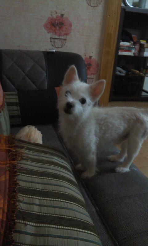 <경기 수원> 우리 뭉치가 너무 가여워요..ㅠㅠ찾아주세요.