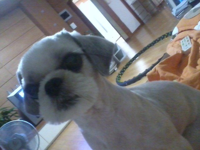 시츄남아/노원구공릉산업대부근/4월18일실종