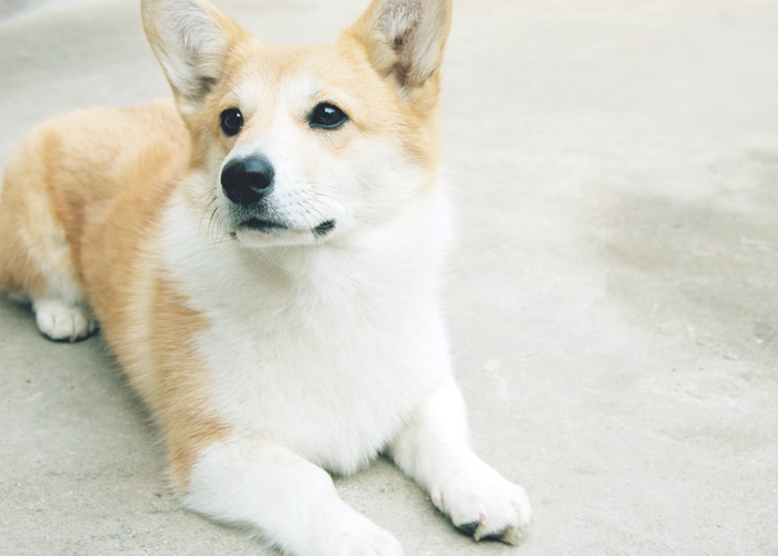 서울 응암동 / 웰시코기찾습니다. 