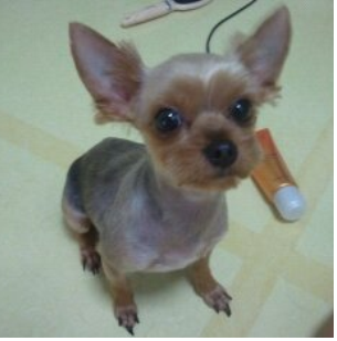 깽이를 찾아주세요 소사본동 요크셔테리어