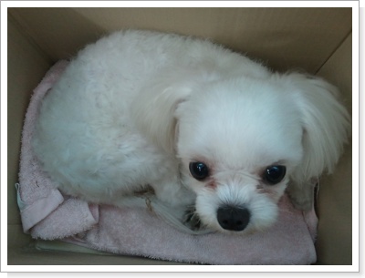 부산동래구(말티즈여아)보호중~!!