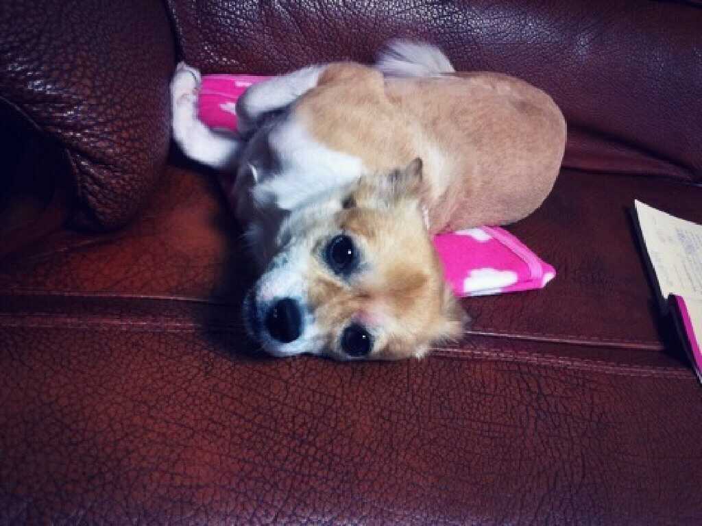 빵순이(믹스견) 독산동거주.. 찾습니다ㅠ