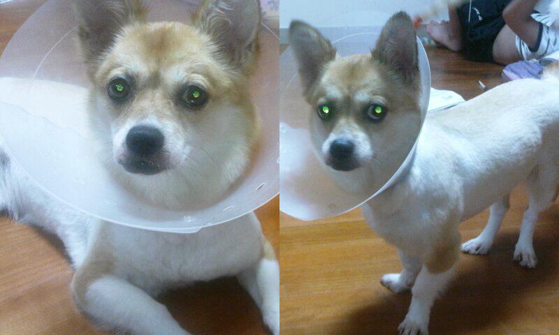 빵순이(믹스견) 독산동거주.. 찾습니다ㅠ