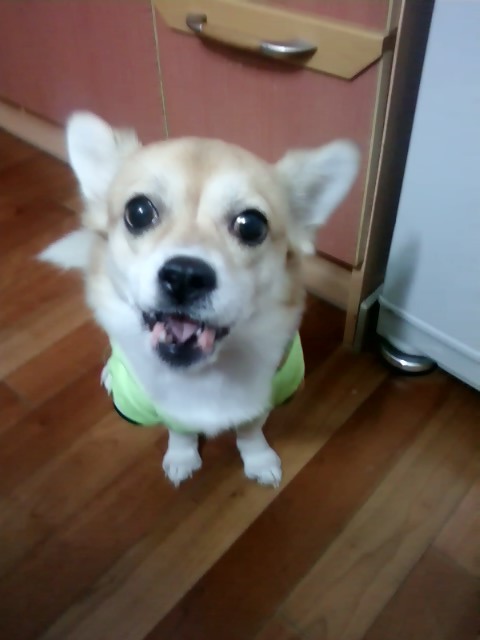 빵순이(믹스견) 독산동거주.. 찾습니다ㅠ