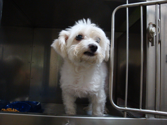 강동구 성내3동 둔촌역 청구아파트에서 발견한 8세 말티즈 주인을 찾습니다.