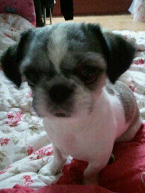 송파삼전동현대아파트(시츄-여아)꽃순이를 찾습니다.