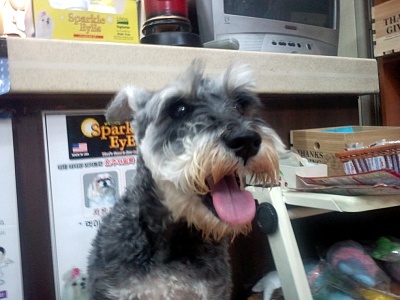 금천구청역 슈나우저 주인찾아요