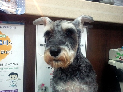 금천구청역 슈나우저 주인찾아요