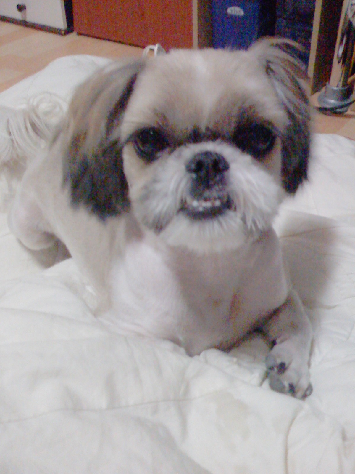 우리 짱아 찾아주세요 (영등포 대신시장 맞은편 골목)