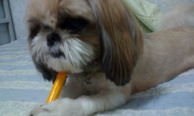 우리 짱아 찾아주세요 (영등포 대신시장 맞은편 골목)