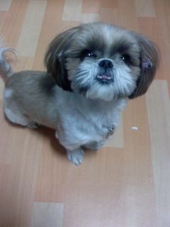 우리 짱아 찾아주세요 (영등포 대신시장 맞은편 골목)