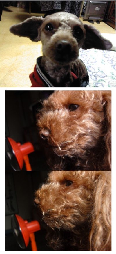 사례50만 갈색푸들 여아 찾습니다. 