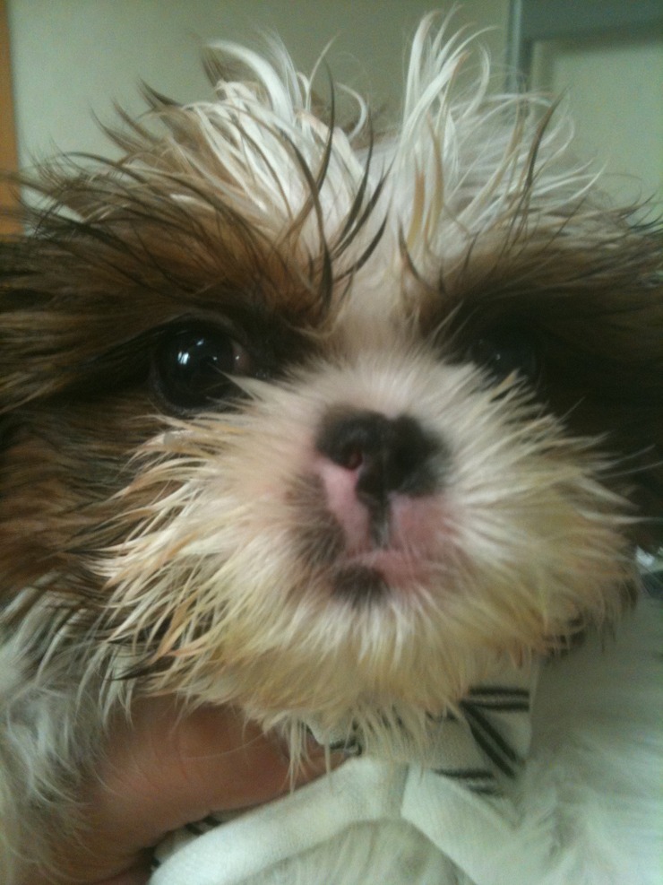 경북하양 강아지 찾습니다. (시츄여아)