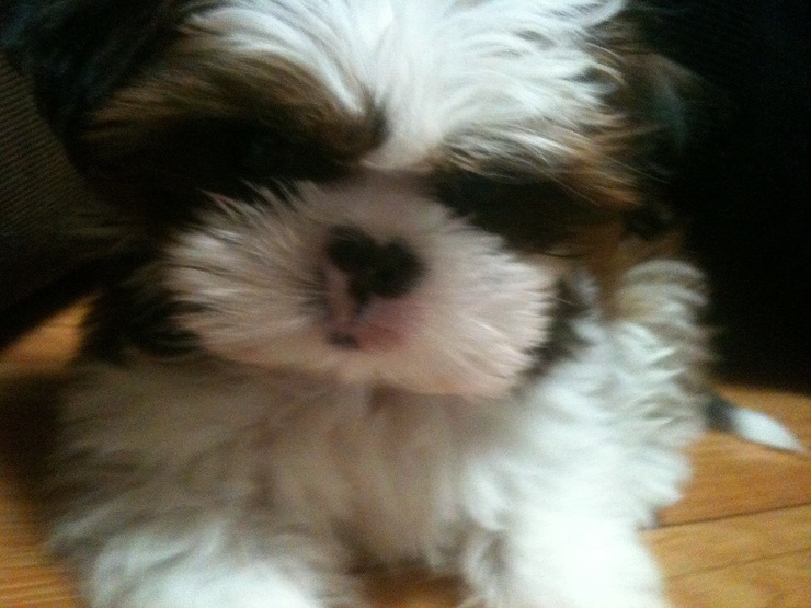 경북하양 강아지 찾습니다. (시츄여아)