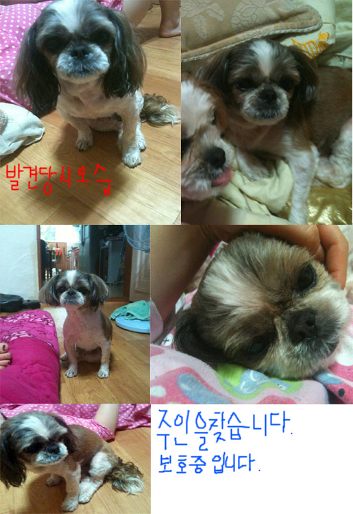 [보호중]인천/시츄(여) 주인을 찾습니다.