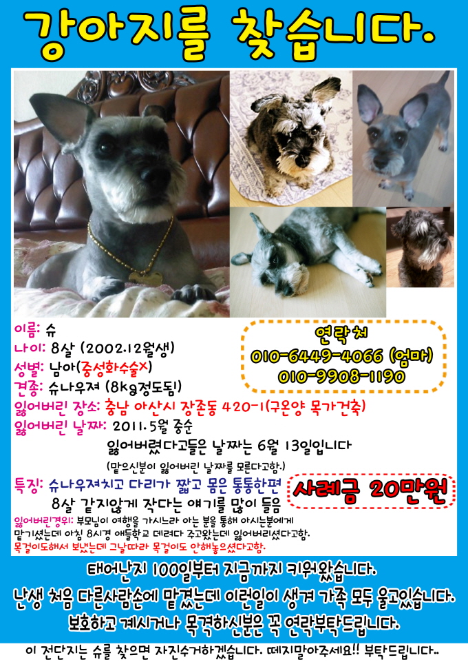 충남 아산시 장존동 구온양 슈나우져를 찾습니다