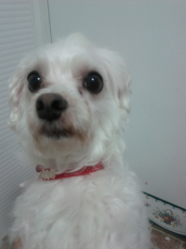 말티즈 수컷 중성화된 아이 하계동에서 보호중이에요