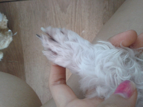 말티즈 수컷 중성화된 아이 하계동에서 보호중이에요