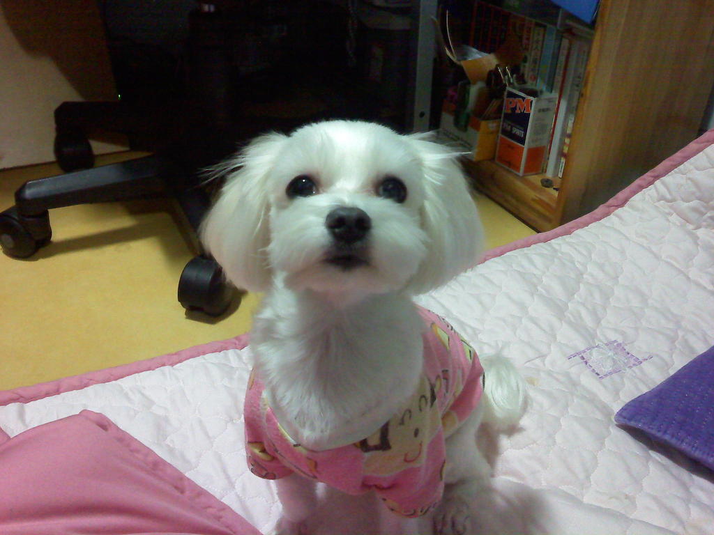 사례100만원 마포구 망원동 말티즈 여아 찾습니다..