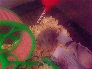 [D11-043관] 햄스터 8마리가 주인님을 기다리고 있어요~