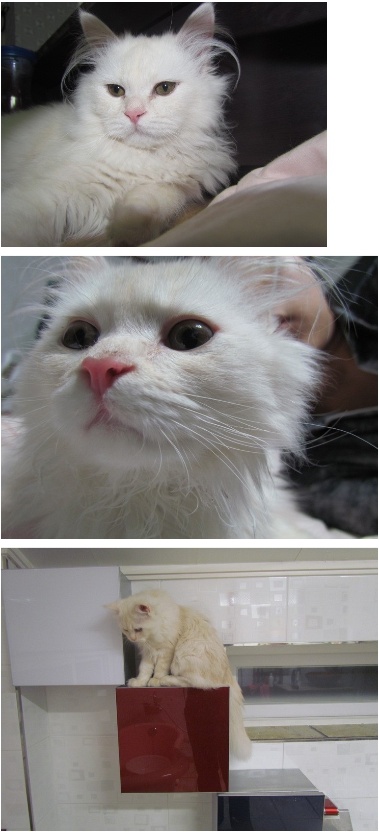 청주 봉명동 페르시안 고양이가 가출했어요