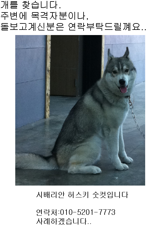 시배리안 허스키 가출했어요.....