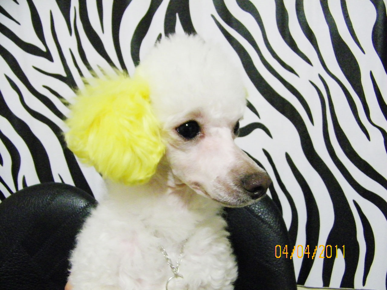 은비를 찾아요.