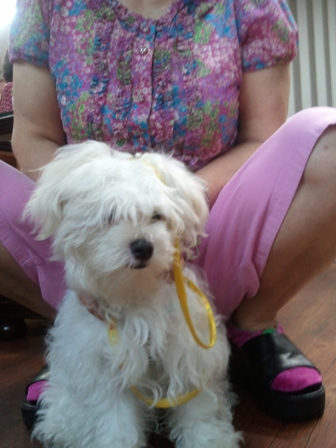 말티즈 주인을 찾아요..(신림동 개천에서)