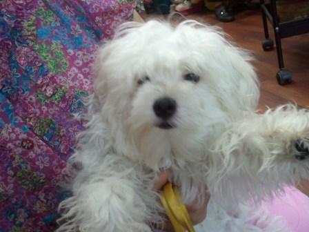 말티즈 주인을 찾아요..(신림동 개천에서)