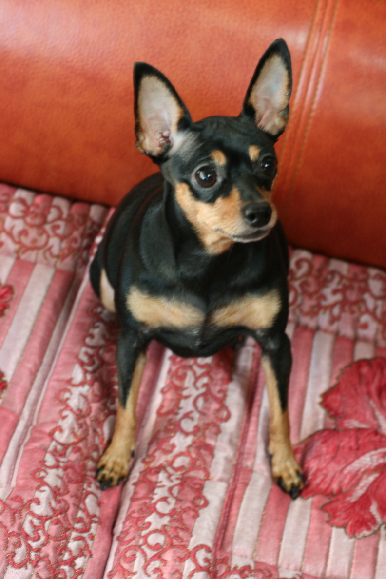 인천 남구 주안3동 검정색미니핀 찾습니다.