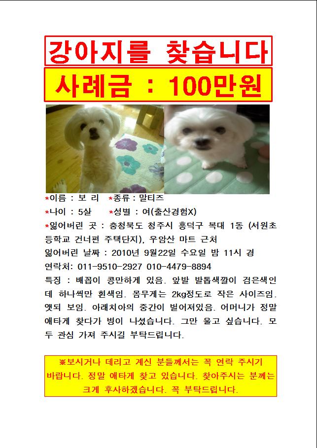말티여아장소와관계없이특징살펴봐주세요