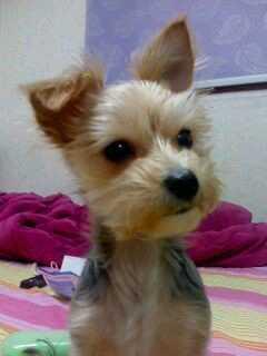 서울시 성북구 석관동(국민은행 새마을금고 부근)요크셔테리어(암컷) 