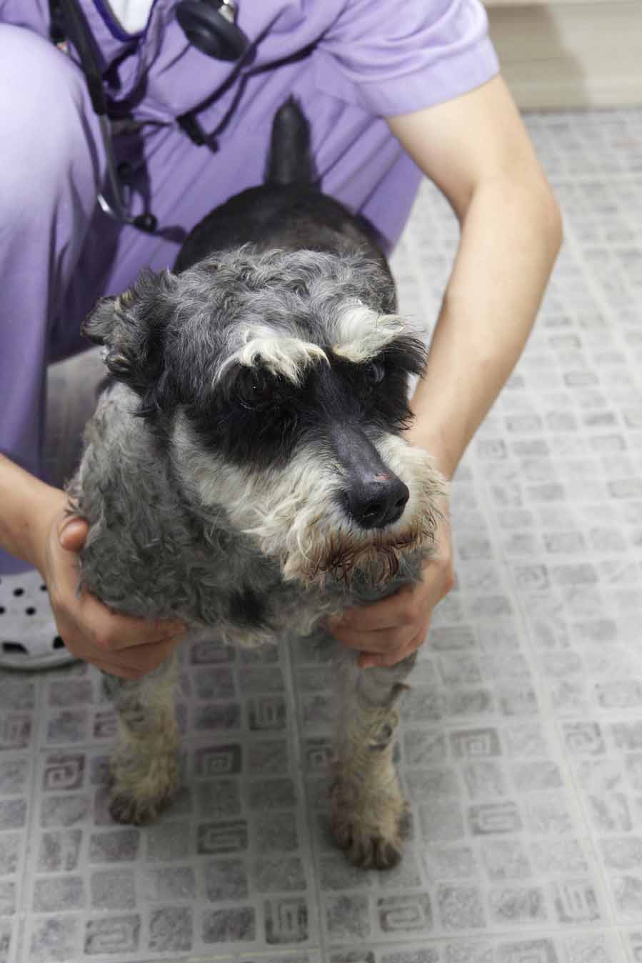 마포구성산동 슈나우저 발견